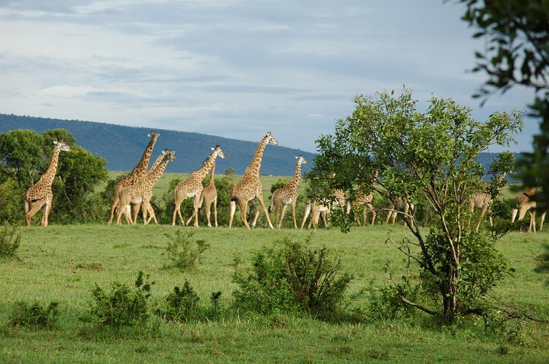 Giraffes behind our camp.JPG